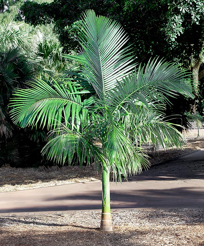 Archontophoenix myolensis, Arecaceae