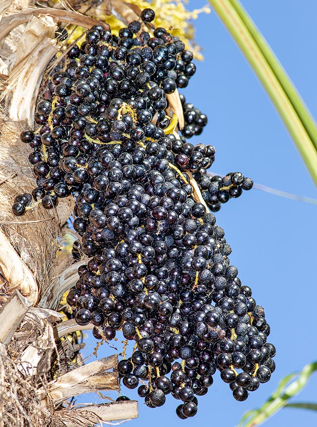 Coccothrinax barbadensis, Arecaceae