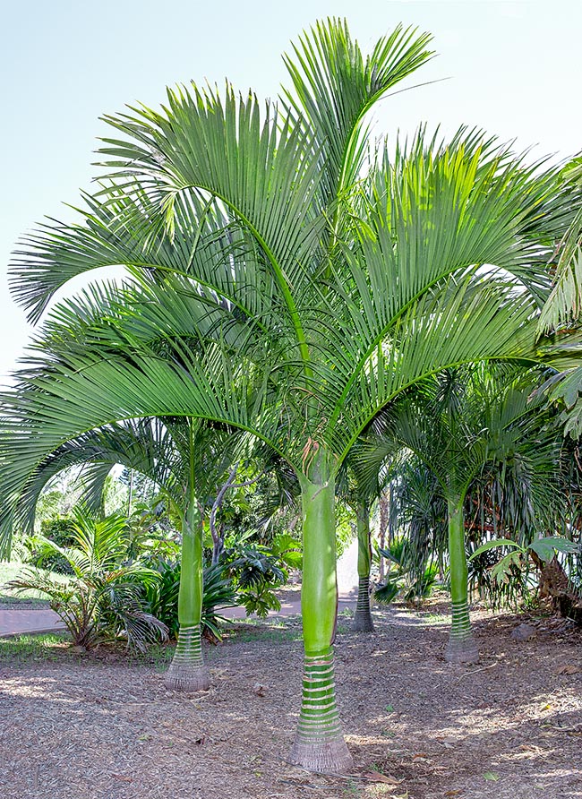 Carpoxylon macrospermum, Arecaceae