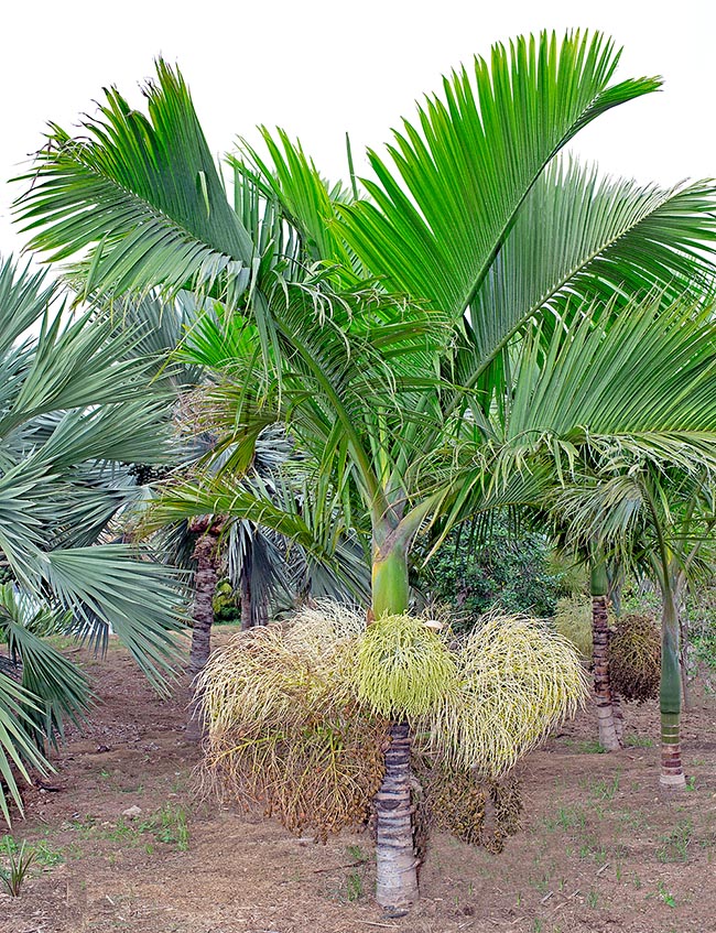 Hyophorbe indica, Arecaceae, palmier bâtard, palmiste cochon