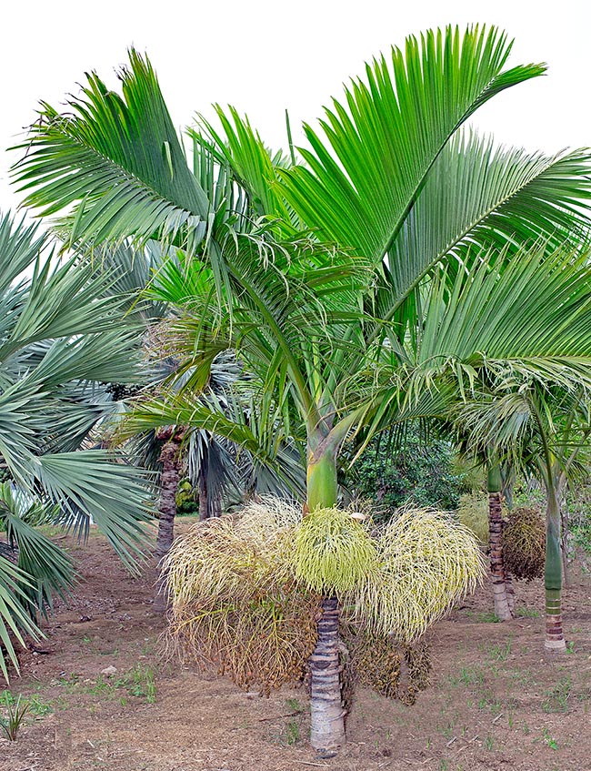 Hyophorbe indica, Arecaceae