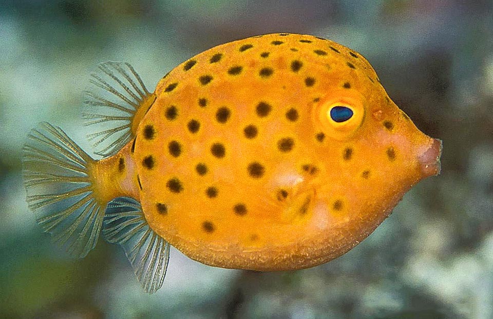 Los juveniles de Anoplocapros inermis, completamente diferentes, son, como a veces ocurre en el colorido mundo de los corales, vistosas bolas de lunares.