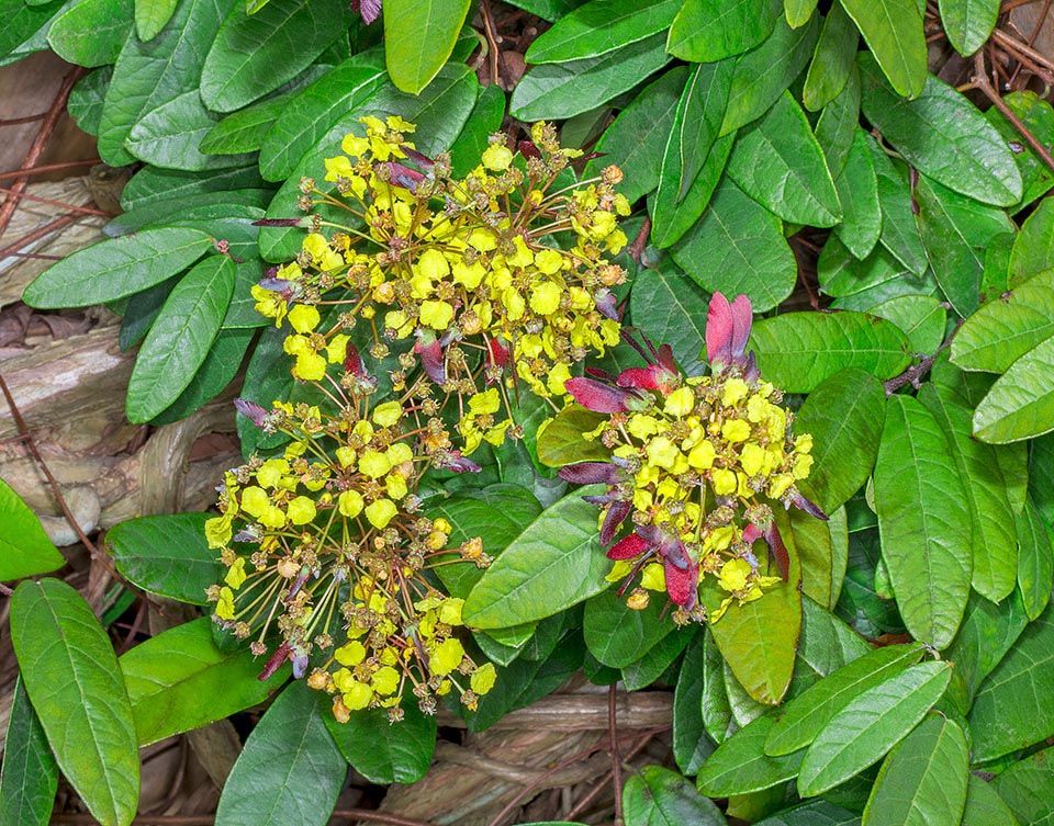 Stigmaphyllon emarginatum, Malpighiaceae