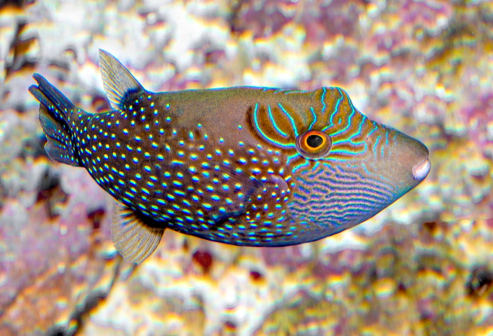 Canthigaster amboinensis, Tetraodontidae