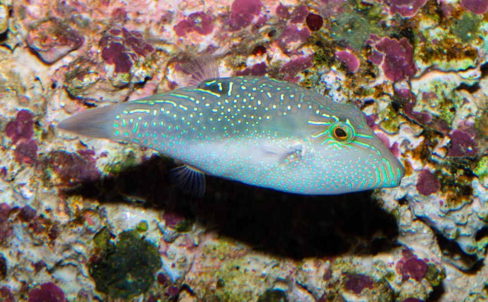 Canthigaster bennetti, Tetraodontidae