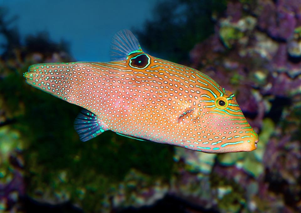 Canthigaster solandri, Tetraodontidae