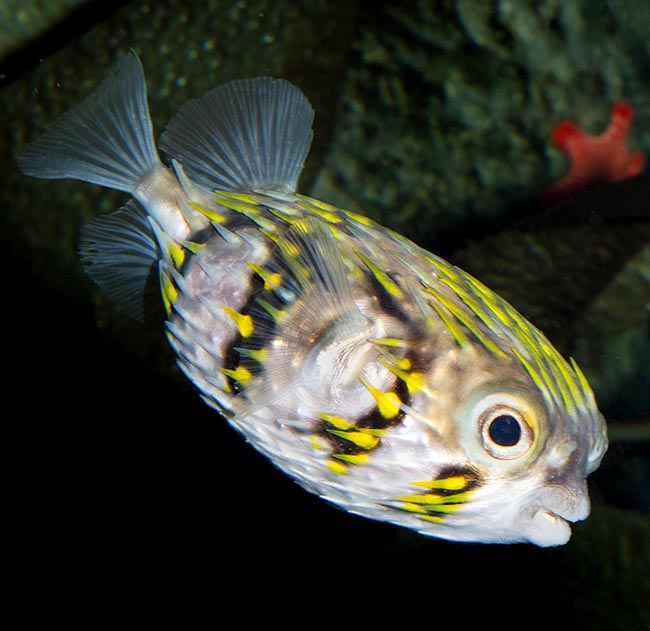 Diodon nicthemerus, Diodontidae, Slender-spined porcupine fish