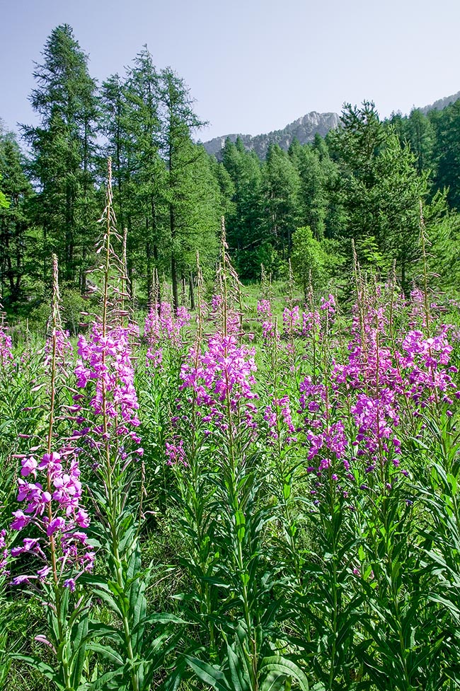 Epilobium angustifolium, Onagraceae, Epilobe à feuilles étroites