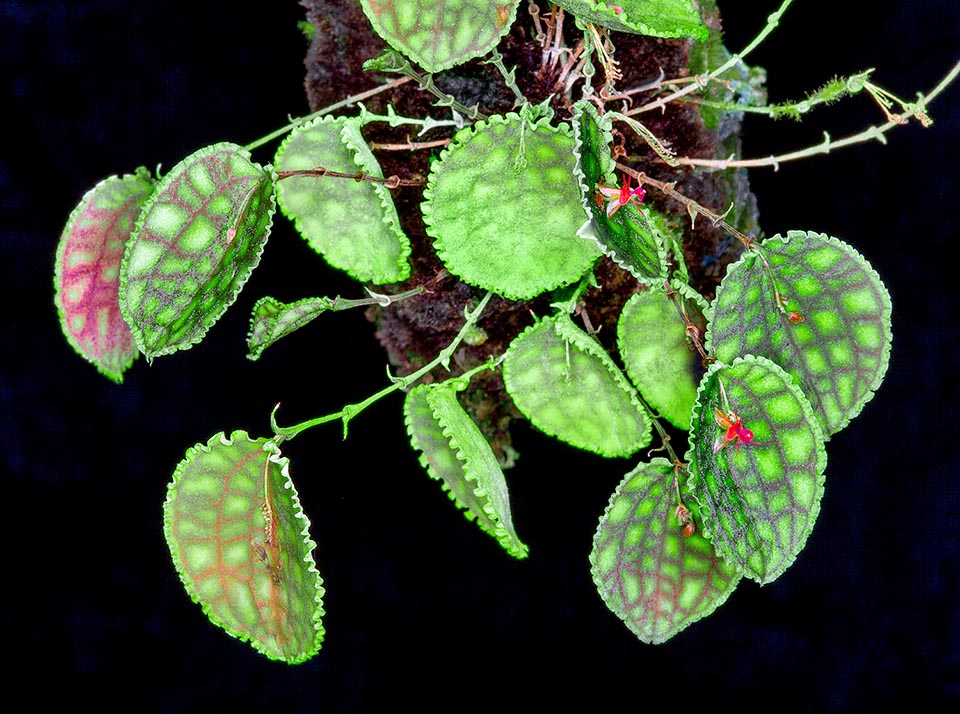 Lepanthes calodictyon, Orchidaceae