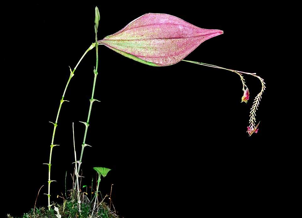 Lepanthes dubbeldamii, Orchidaceae