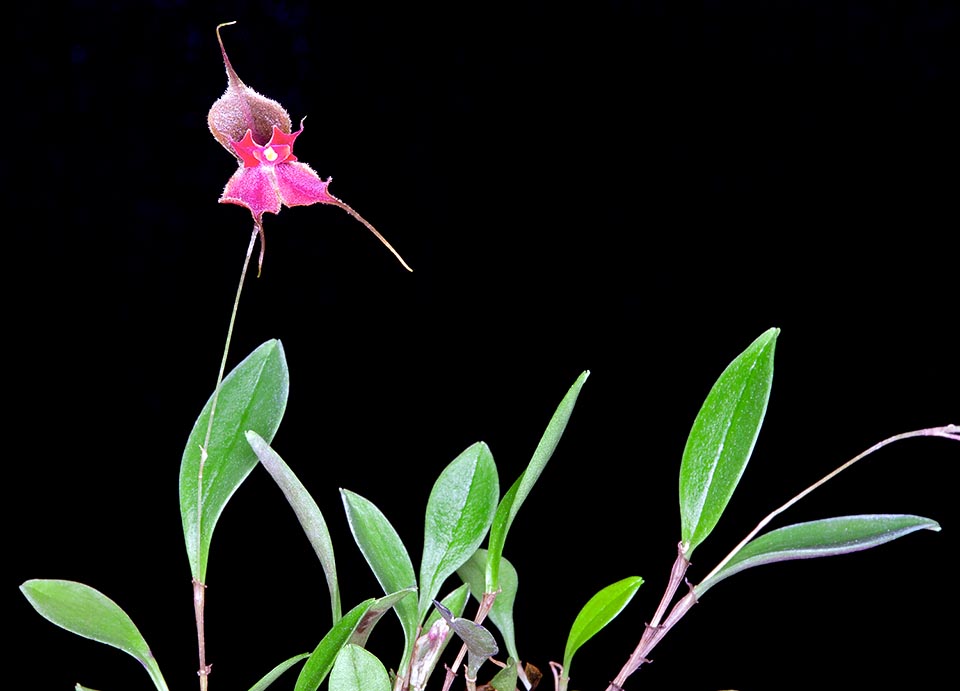 Lepanthes metamorosii, Orchidaceae