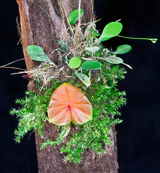 Lepanthes telipogoniflora, Orchidaceae