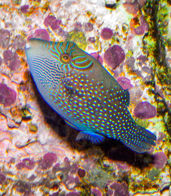 Canthigaster amboinensis, Tetraodontidae