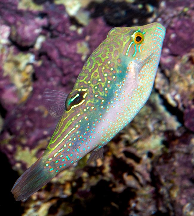 Canthigaster bennetti, Tetraodontidae