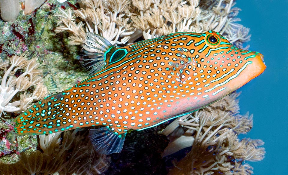 Canthigaster solandri, Tetraodontidae, Spotted sharpnose