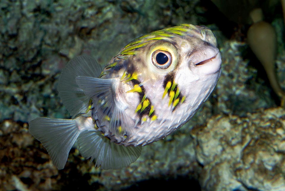 Diodon nicthemerus, Diodontidae, Slender-spined porcupine fish