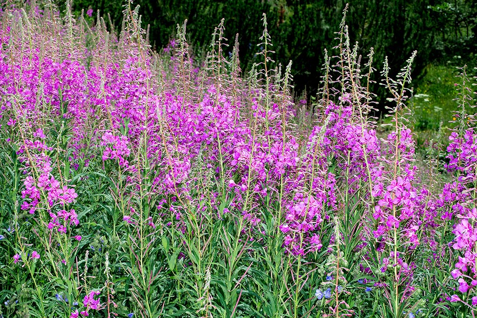 Epilobium angustifolium, Onagraceae, Epilobio a foglie strette