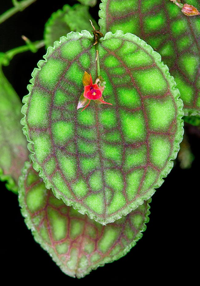 Lepanthes calodictyon, Orchidaceae