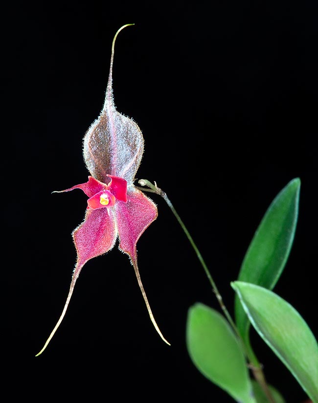 Lepanthes metamorosii, Orchidaceae