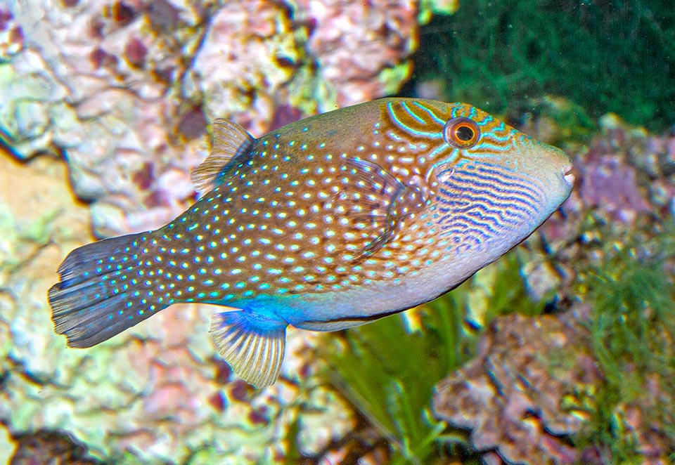 Canthigaster amboinensis, Tetraodontidae