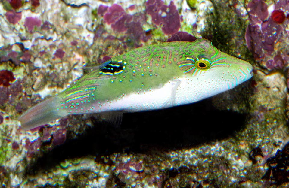 Canthigaster bennetti, Tetraodontidae