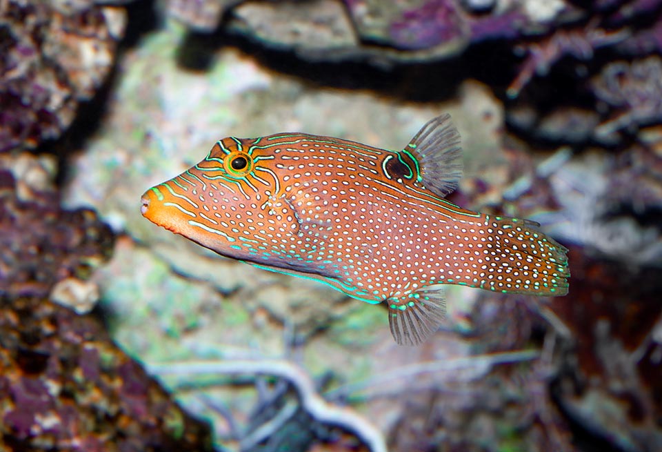 Canthigaster solandri, Tetraodontidae, Spotted sharpnose