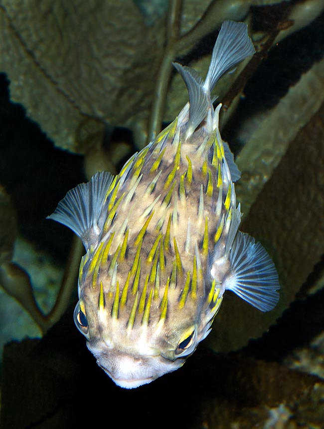 Diodon nicthemerus, Diodontidae, Slender-spined porcupine fish