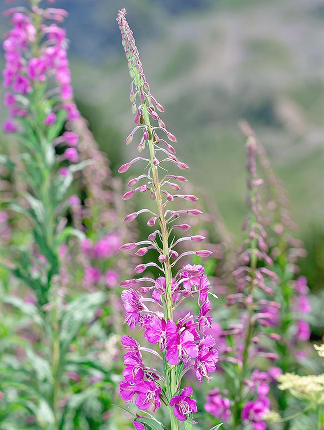 Epilobium angustifolium, Onagraceae, Epilobe à feuilles étroites