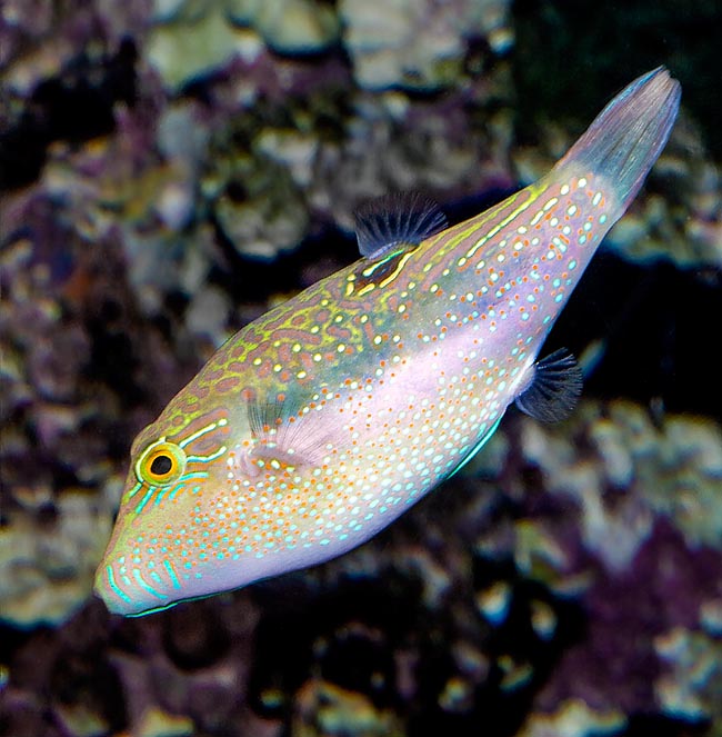 Canthigaster bennetti, Tetraodontidae