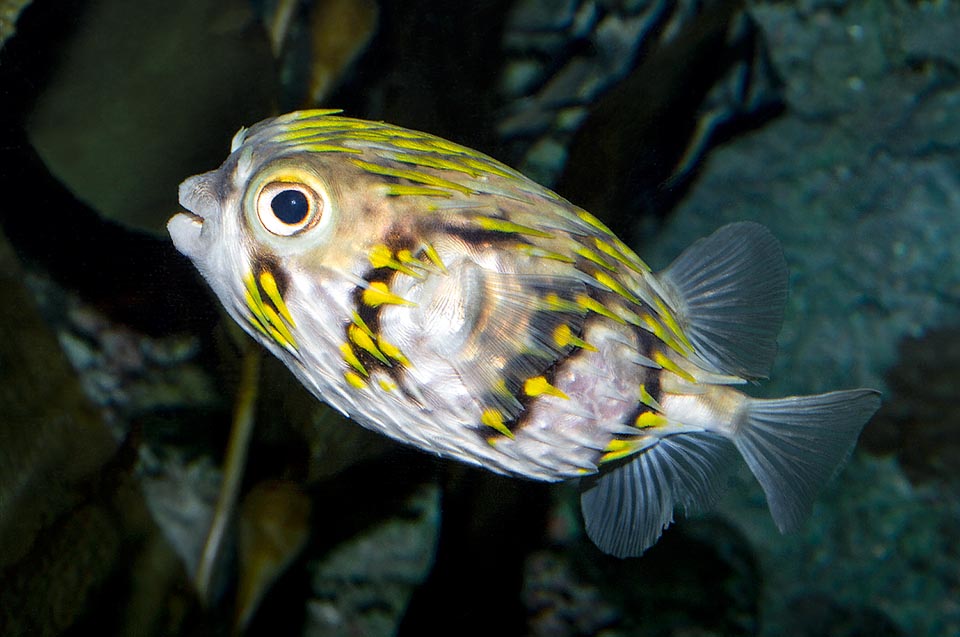 Diodon nicthemerus, Diodontidae, Slender-spined porcupine fish