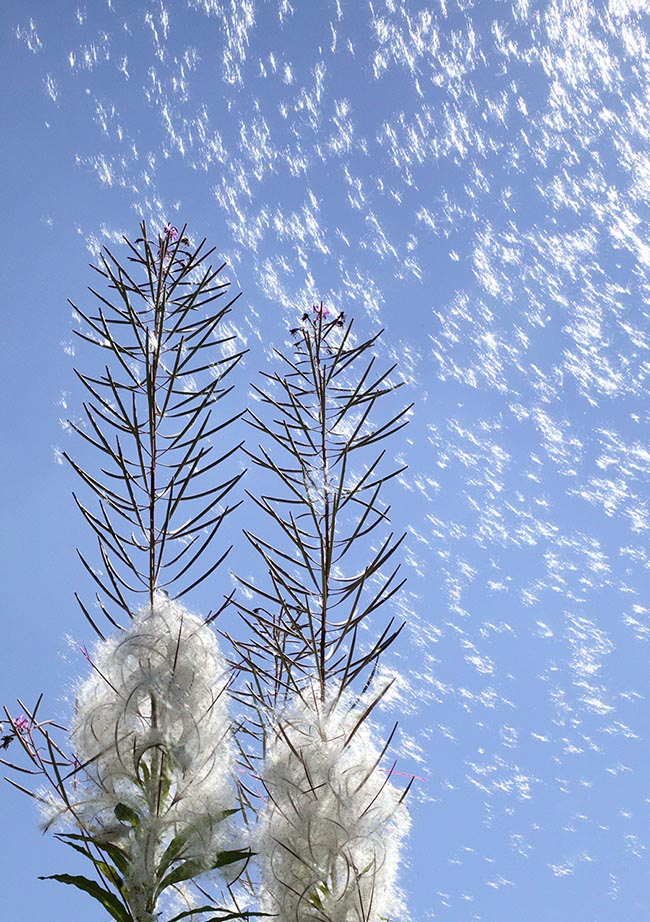 Epilobium angustifolium, Onagraceae, Epilobe à feuilles étroites