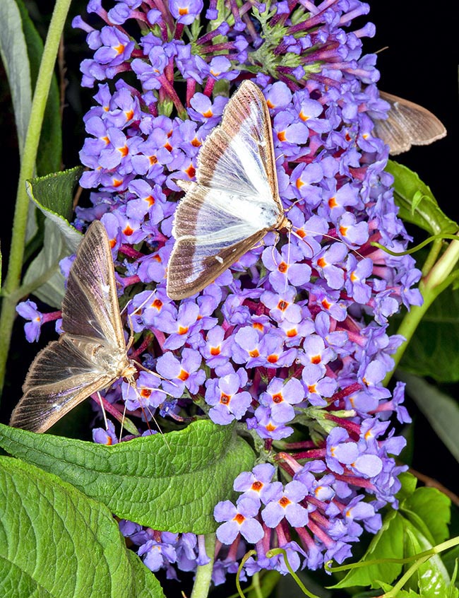 Cydalima perspectalis, Crambidae