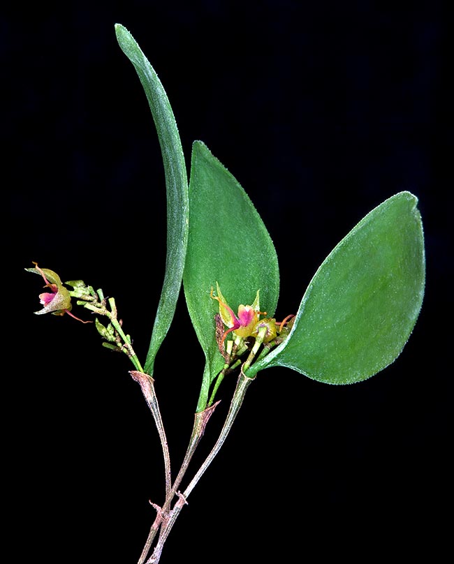 Lepanthes teretipetala, Orchidaceae