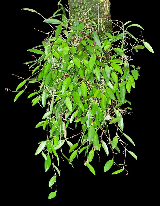 Lepanthopsis prolifera, Orchidaceae
