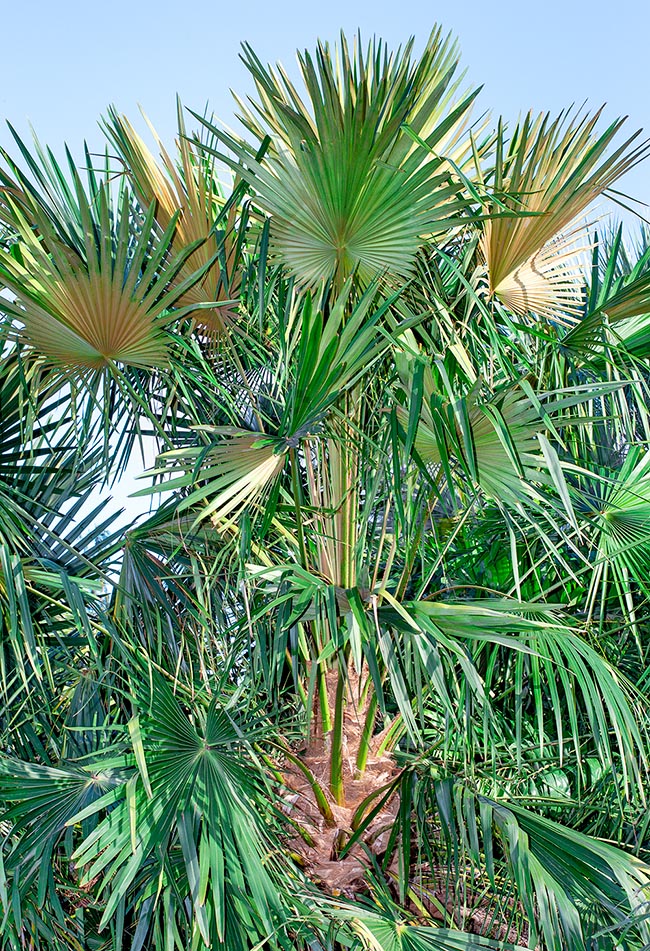 Livistona fulva, Arecaceae, blackdown fan palm, blackdown tableland palm