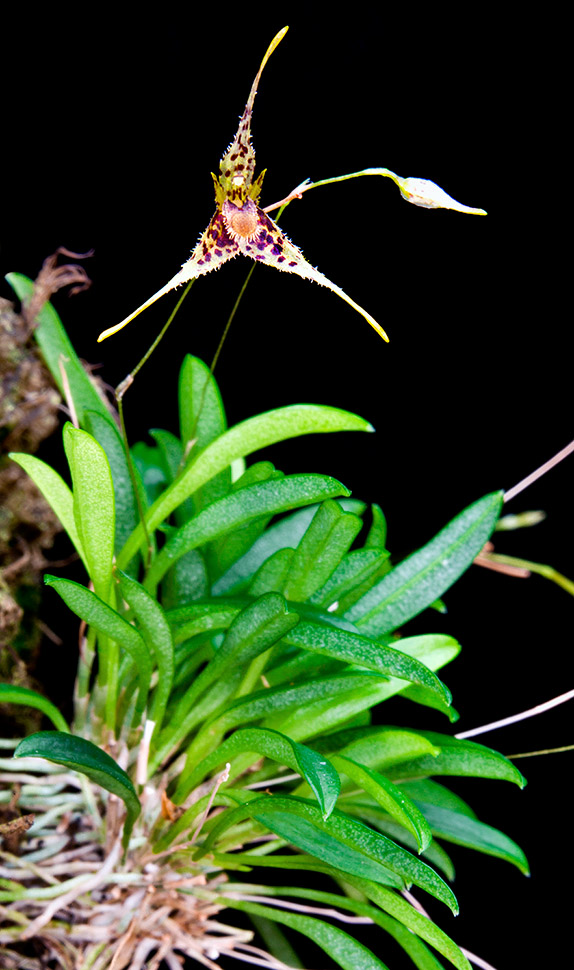 Muscarella marginata, Orchidaceae