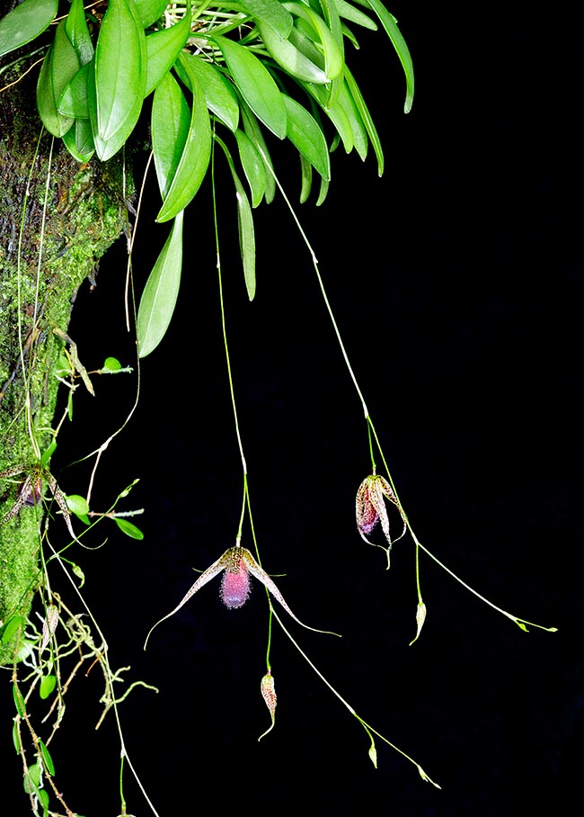 Muscarella megalops, Orchidaceae