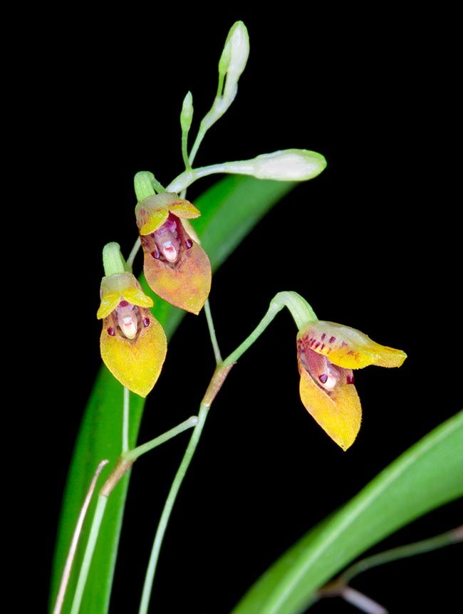 Pabstiella fusca, Orchidaceae