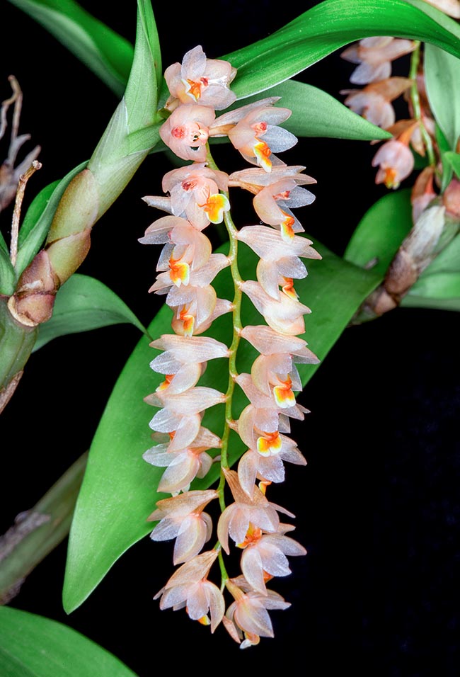 Pholidota articulata, Orchidaceae