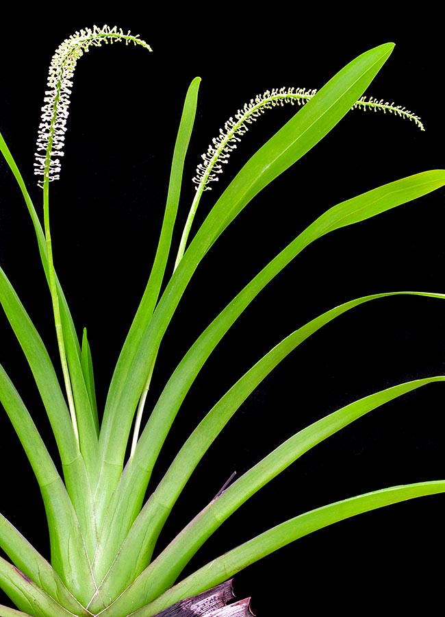 Phreatia micrantha, Orchidaceae