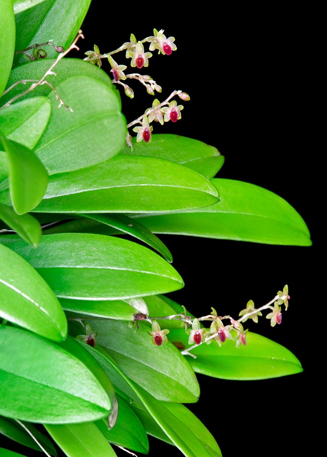 Platystele gyroglossa, Orchidaceae