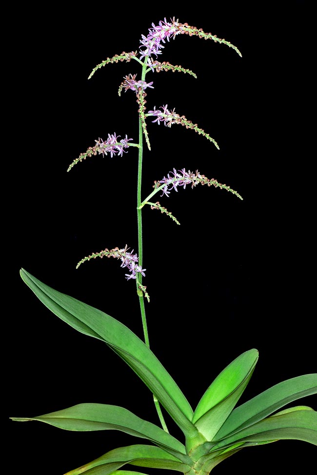 Pomatocalpa kunstleri, Orchidaceae