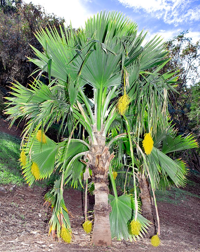 Pritchardia thurstoni, Arecaceae