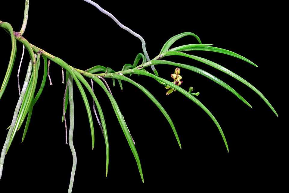 Renanthera histrionica, Orchidaceae