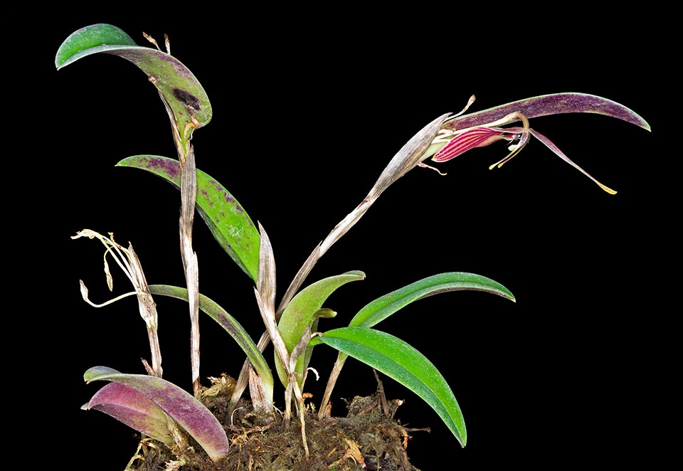 Restrepia limbata, Orchidaceae