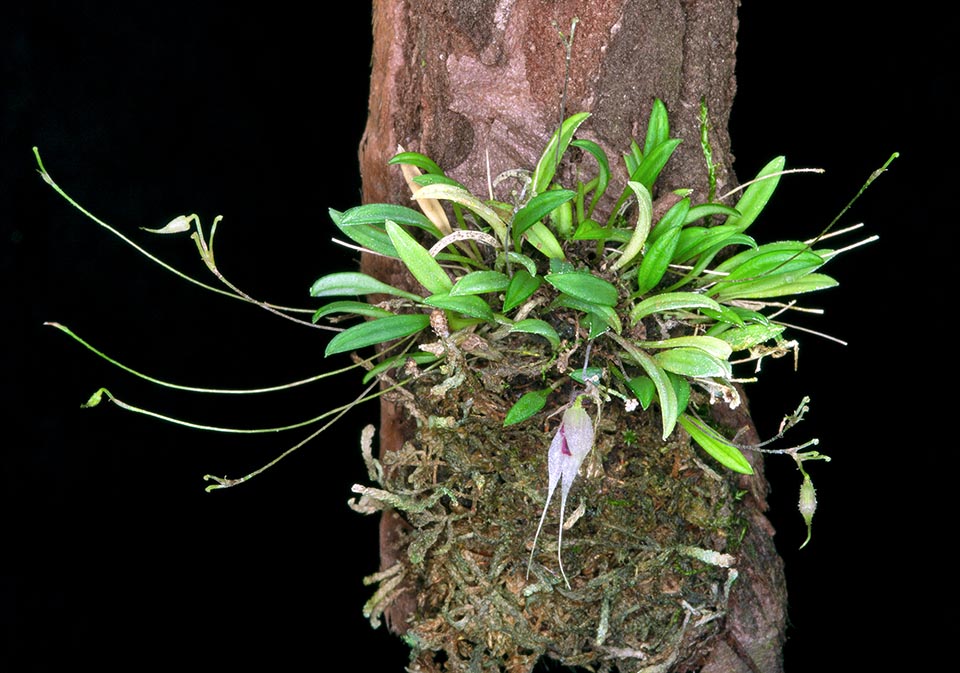 Specklinia cactantha, Orchidaceae