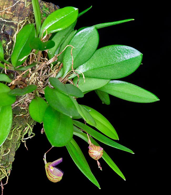 Stelis cypripedioides, Orchidaceae