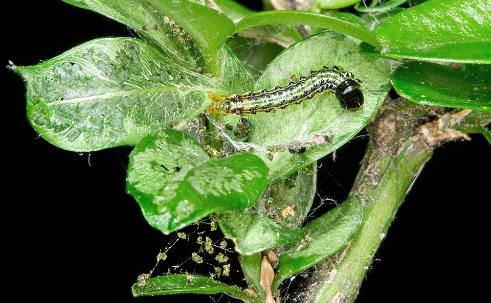 Cydalima perspectalis, Crambidae