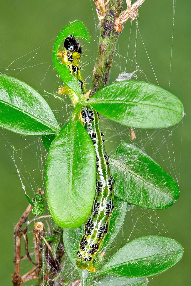 Cydalima perspectalis, Crambidae, Pyrale du buis