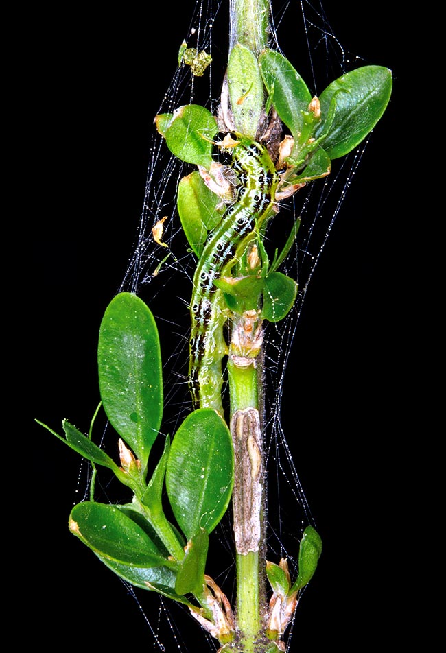 Cydalima perspectalis, Crambidae